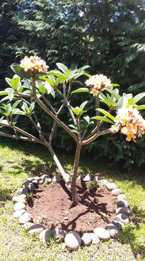 Paraiso Das Flores Estreito Da Calheta Екстериор снимка